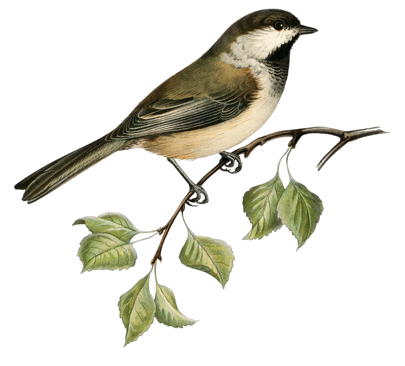other bird